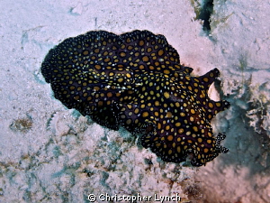 leopard spotted flat worm....on the sand....at Invisables... by Christopher Lynch 